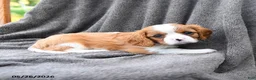Cavalier King Charles Spaniel dogs for sale: Pepsi - Ad 2