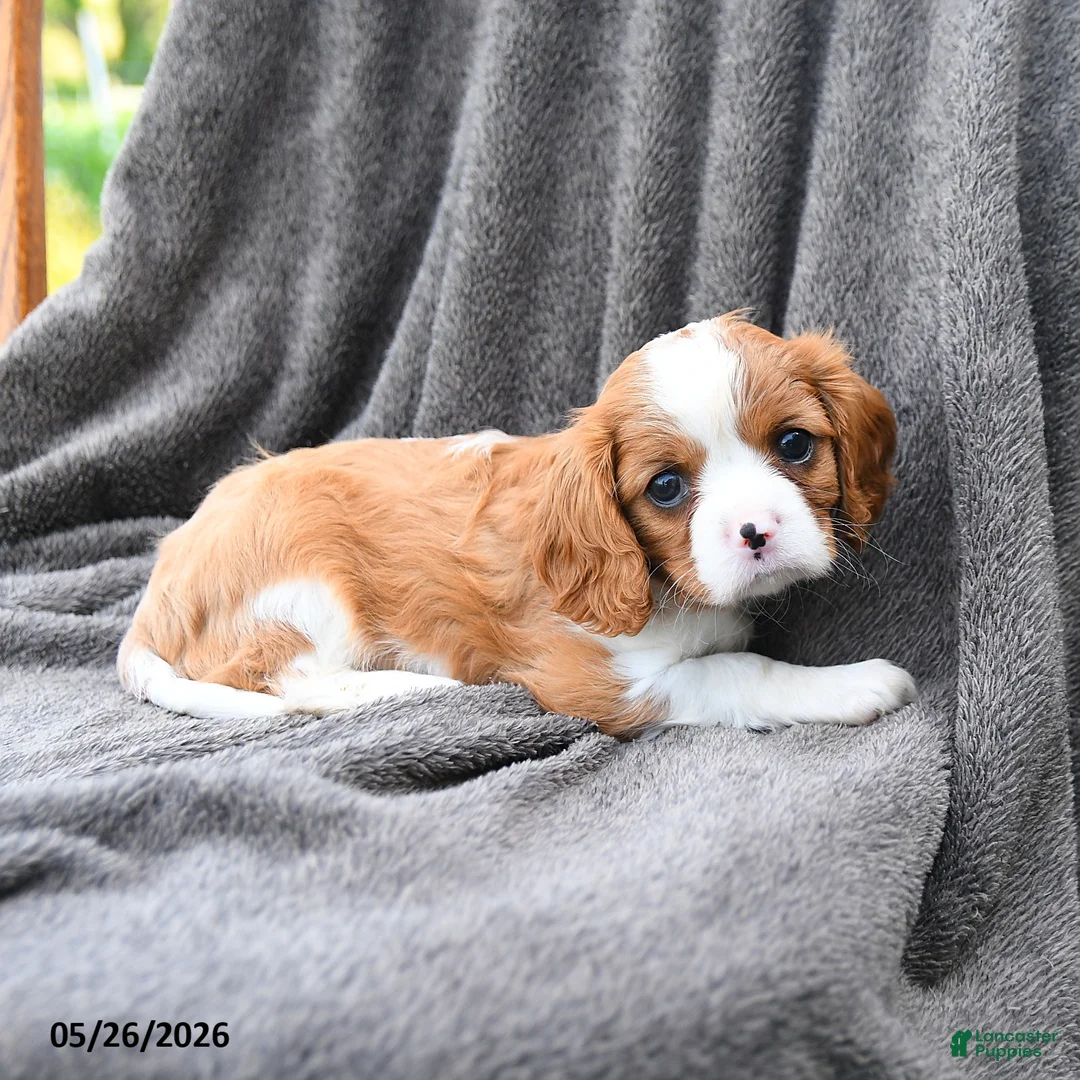 Cavalier King Charles Spaniel dogs for sale: Pepsi - Ad 2