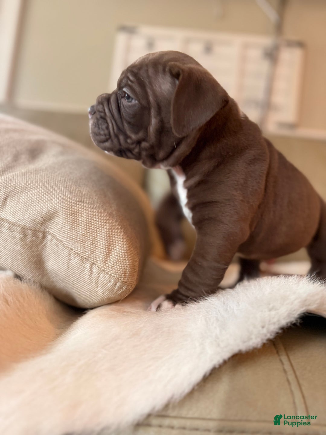 Olde English Bulldogge dogs for sale: Olde English Bulldogge Puppy 3 - Ad 3