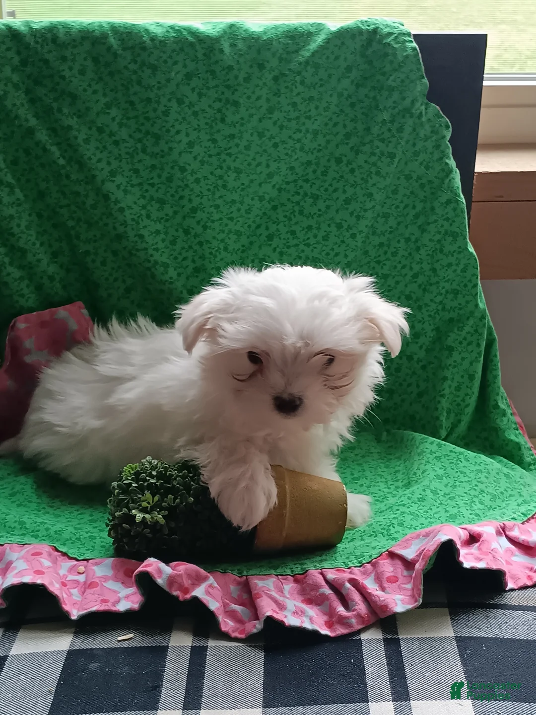 Maltese dogs for sale:  Puppy 2 - Ad 2