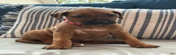 Rhodesian Ridgeback dogs for sale: SOLD “JOJO" AKC RHODESIAN RIDGEBACK - Ad 6