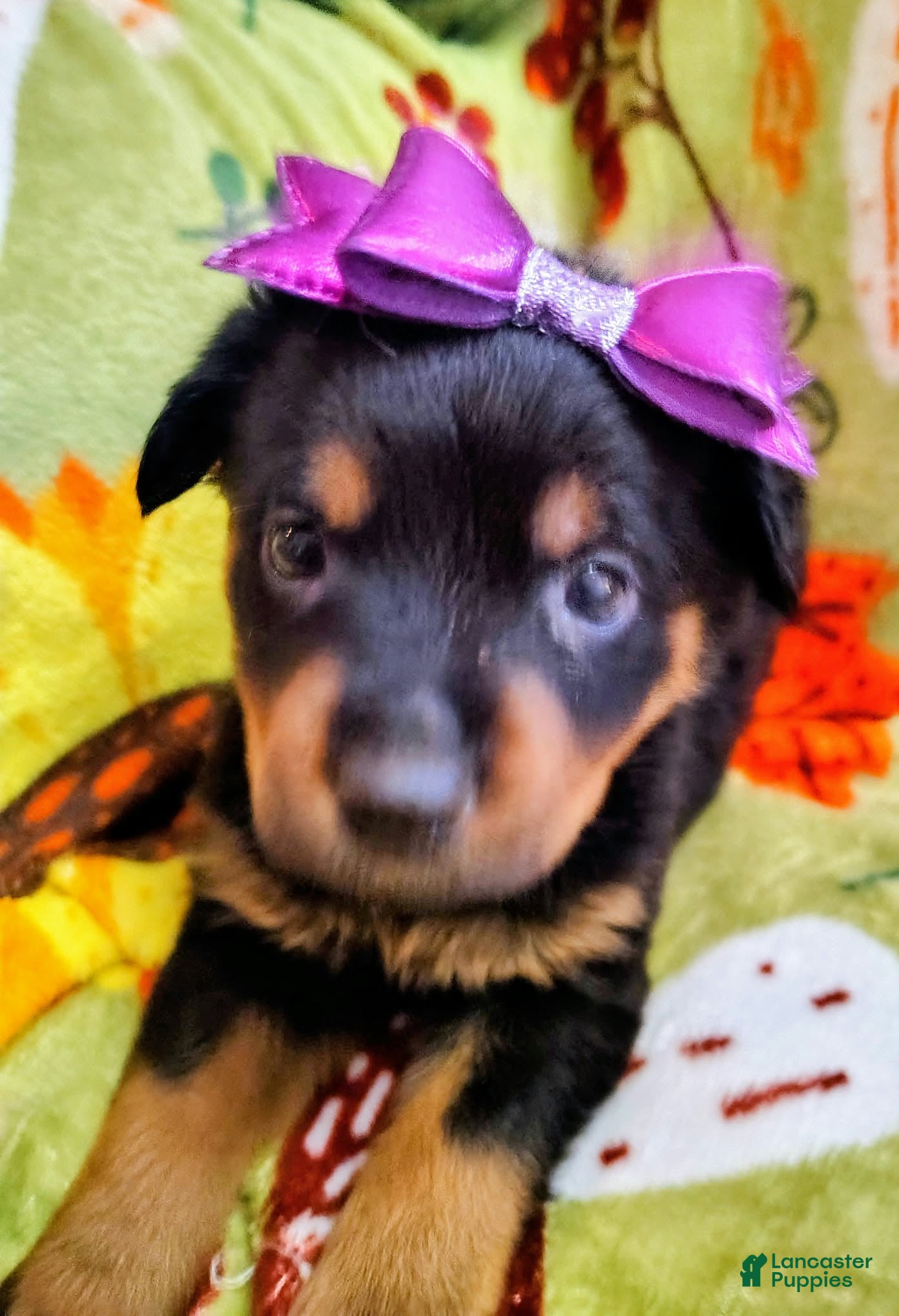 Rottweiler dogs Rottweiler 6 - Ad 4