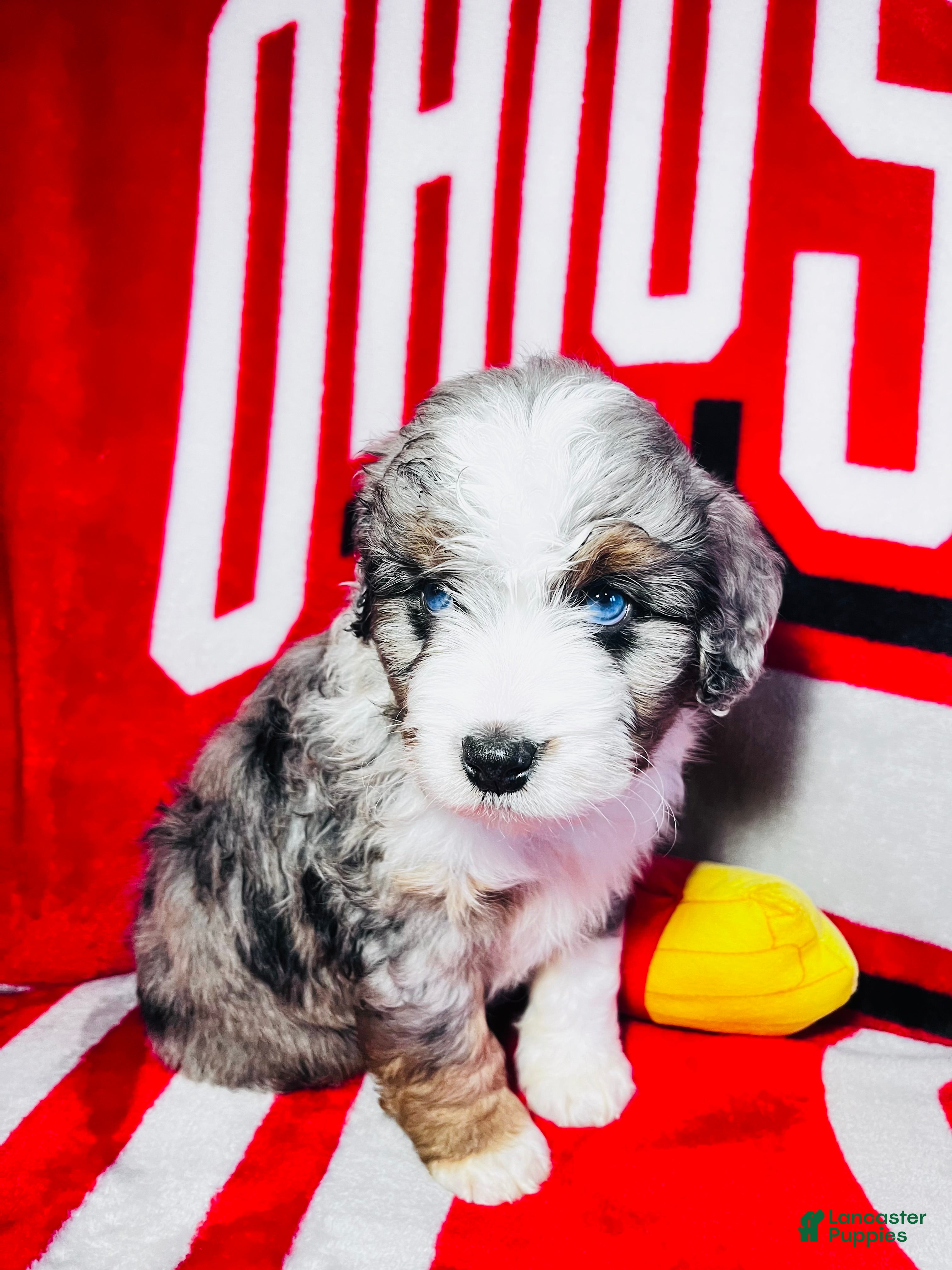 Mini Aussiedoodle dogs Bubba-Chocolate Merle - Ad 1