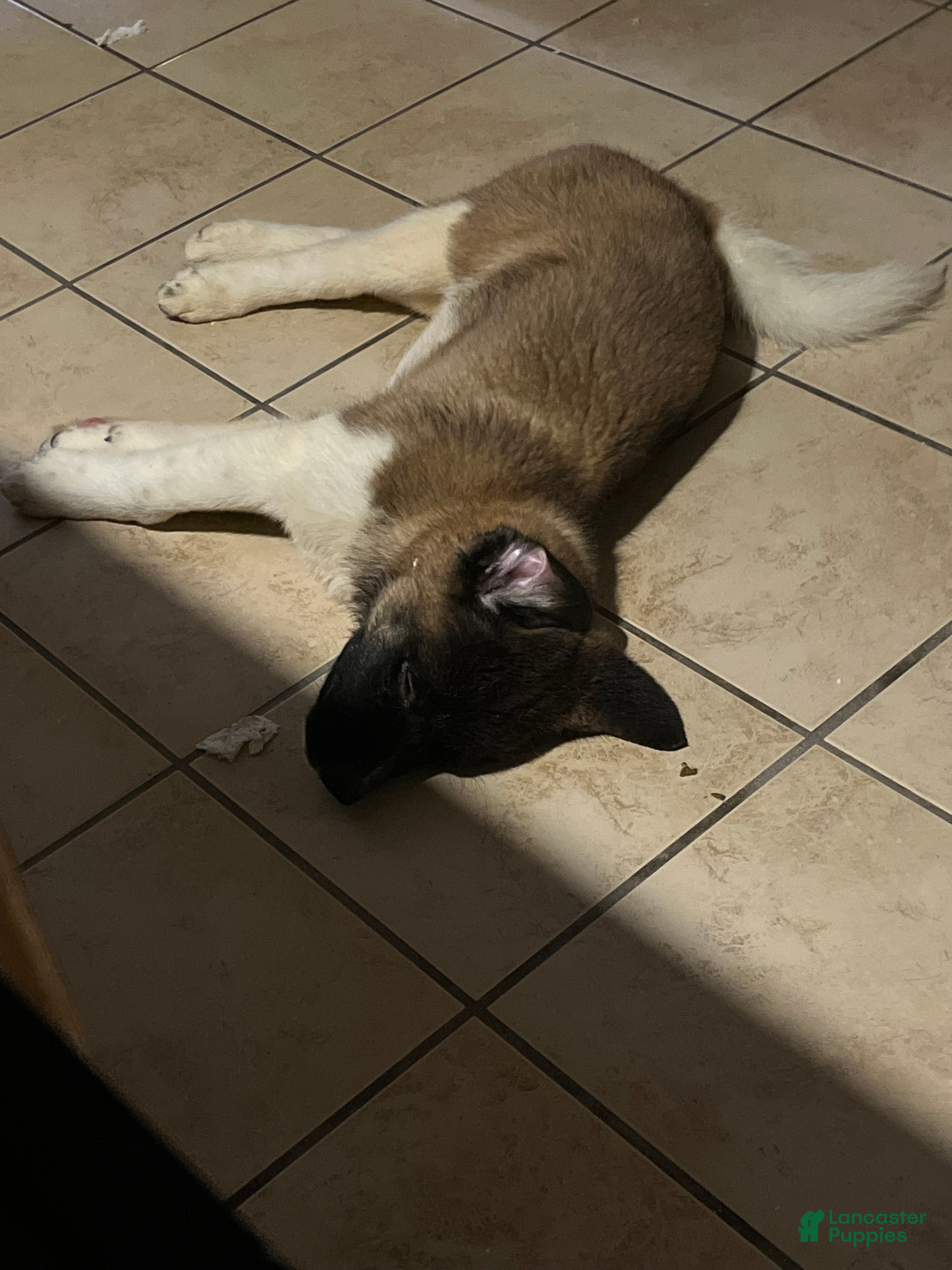 Akita dogs Bear - Ad 36