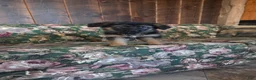 German Shepherd dogs for sale: Heather - Ad 8