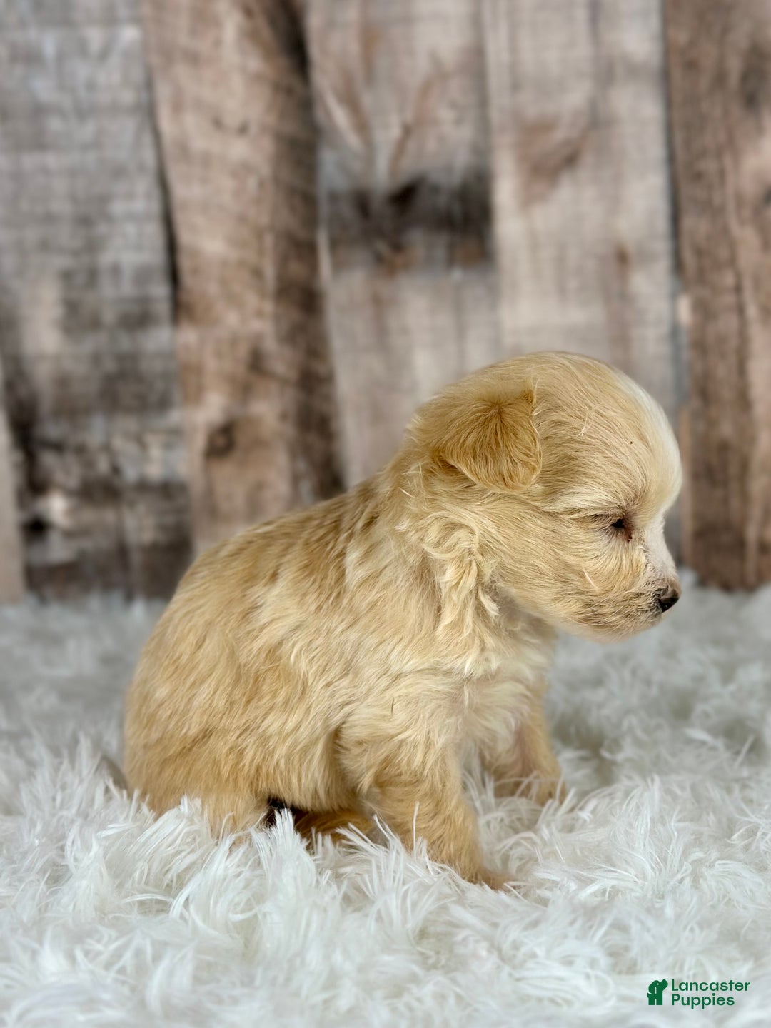 Maltipoo dogs for sale: Girl Nora - 0007 - Ad 2