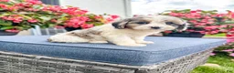 Cavapoo dogs for sale: Poppy - Ad 16