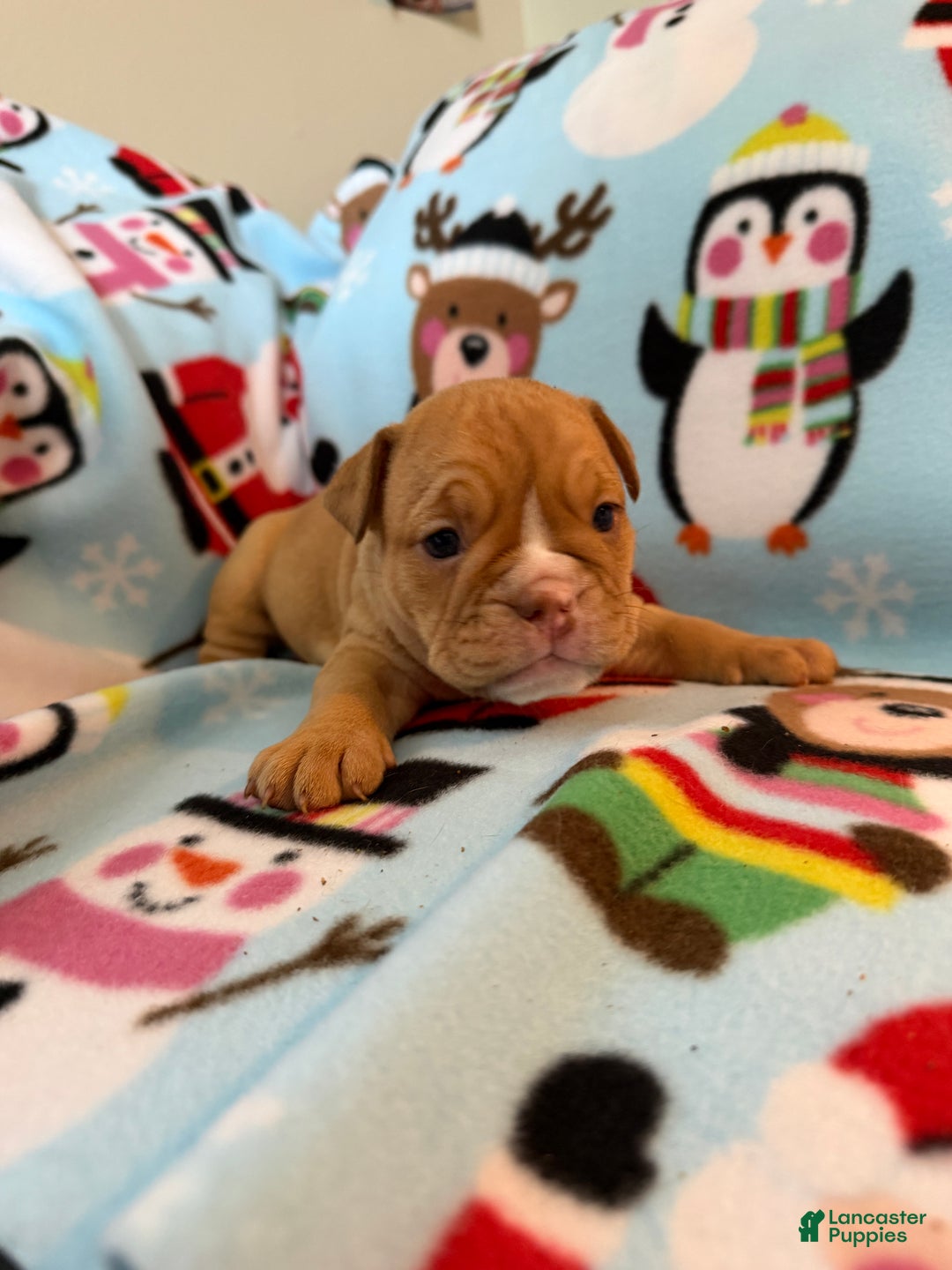 English Bulldog dogs for sale: Roxy - Ad 3