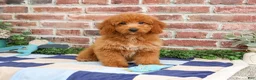 Mini Goldendoodle dogs for sale: Tortellini - Ad 1
