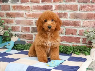 Mini Goldendoodle dogs Tortellini - Ad 32