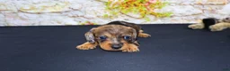 Miniature Dachshund dogs for sale: Horton - Ad 12