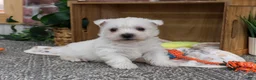 West Highland Terrier dogs for sale: Eric - Ad 2