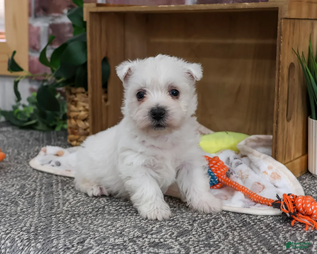 West Highland Terrier dogs for sale: Eric - Ad 2
