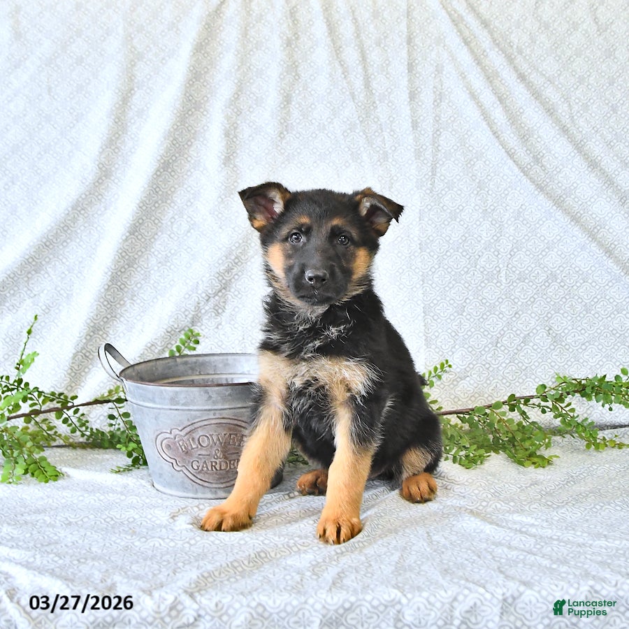 German Shepherd dogs Holly - Ad 1