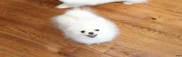 Pomeranian dogs for sale: Teacup Tony - Ad 14