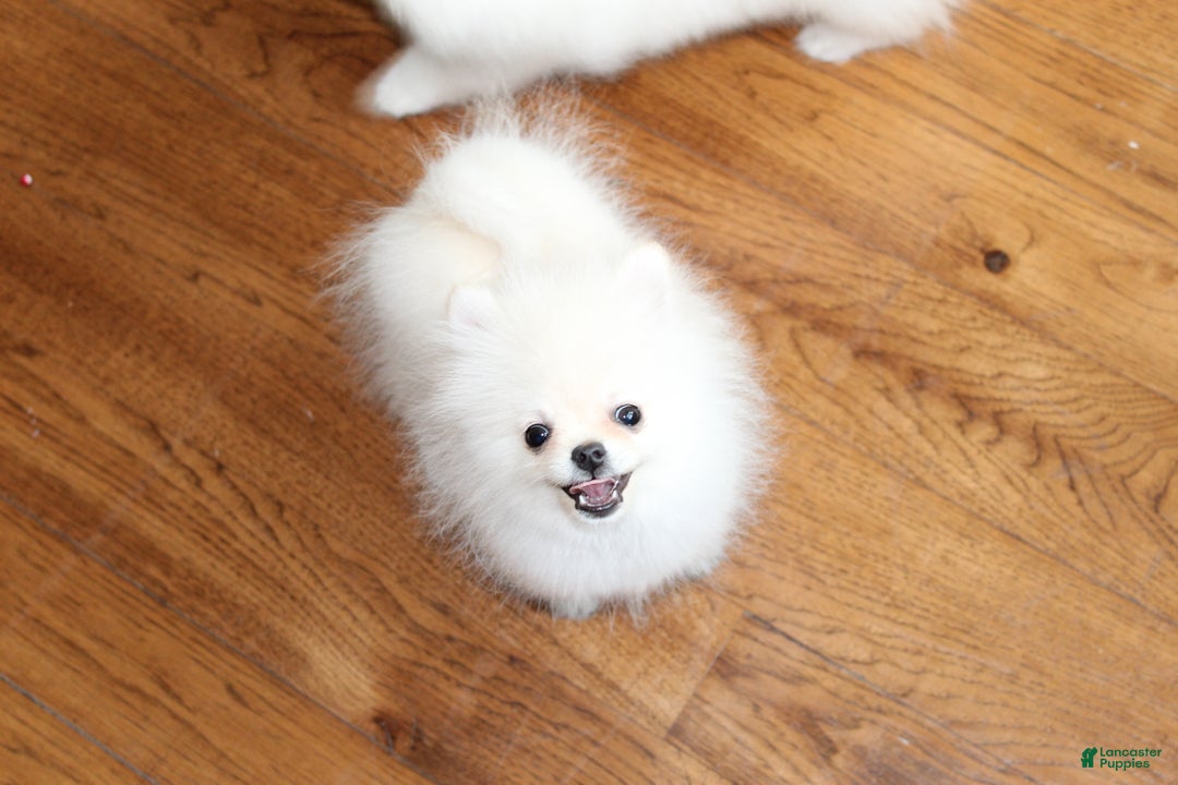 Pomeranian dogs for sale: Teacup Tony - Ad 14