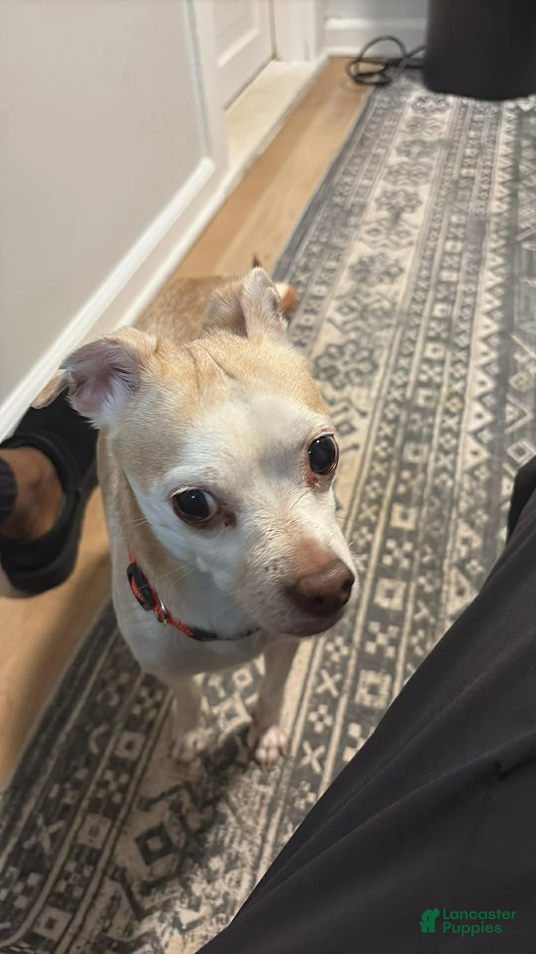 Chihuahua dogs for sale: Chihuahua Puppy 1 - Ad 1