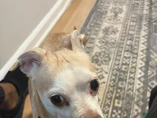 Chihuahua dogs Chihuahua Puppy 1 - Ad 39