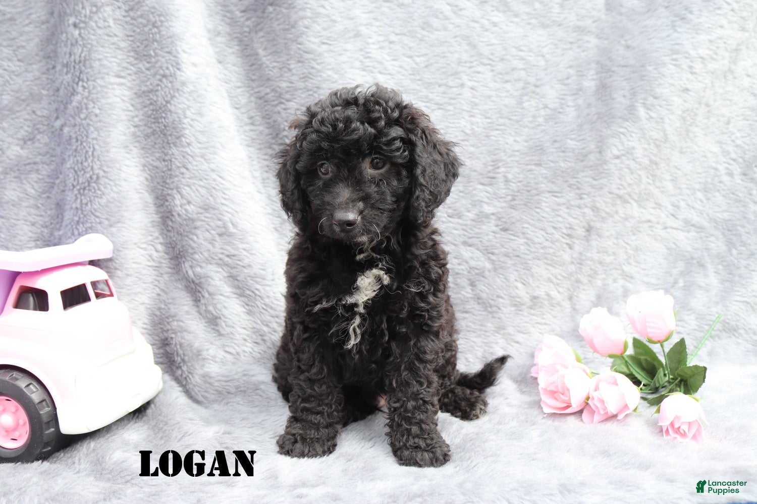 Mini Goldendoodle dogs for sale: Logan - Ad 6