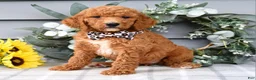 Standard Poodle dogs for sale: Raven - Ad 3