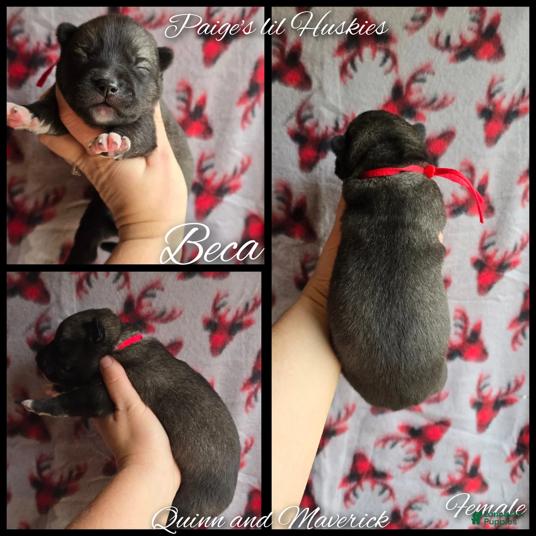 Siberian Husky dogs for sale: Beca - Ad 5