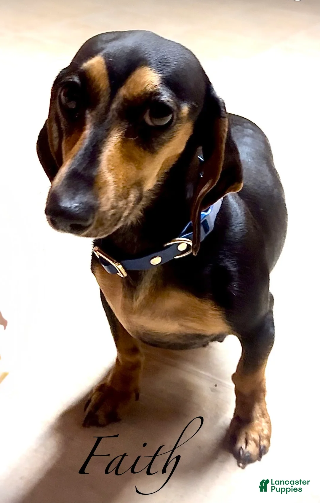 Miniature Dachshund dogs for sale: Miniature Dachshund Puppy 1 - Ad 4