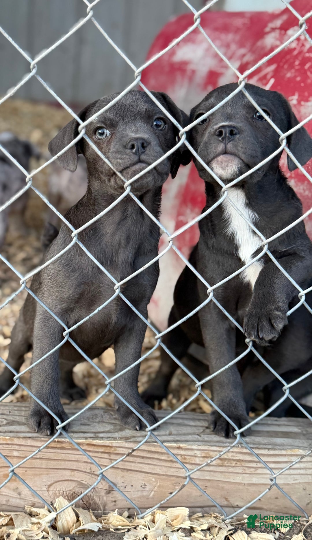 Mixed Breed dogs for sale: Bakunin (Kuni) - Ad 5