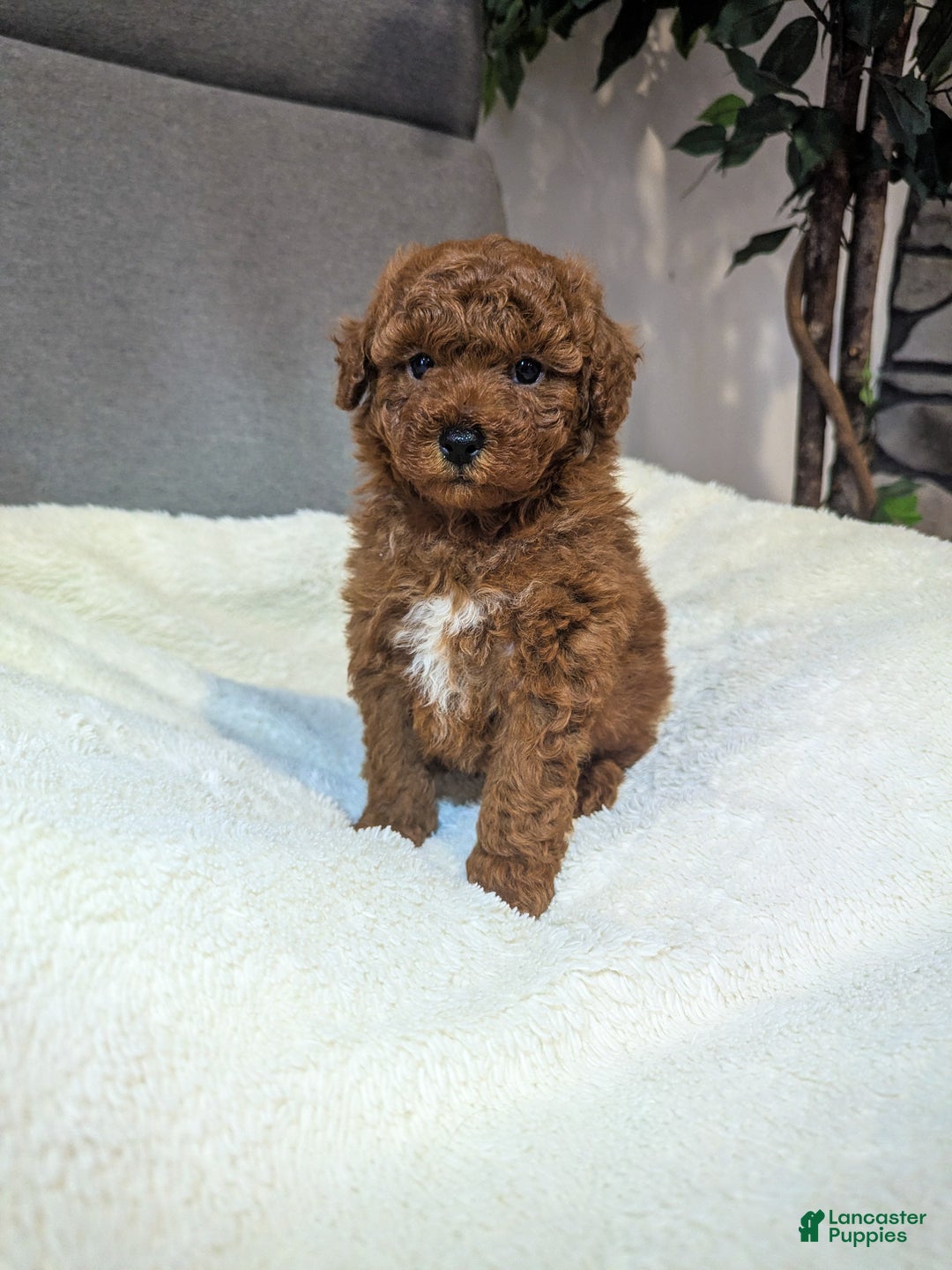 Toy Poodle dogs for sale: Gunner - Ad 5