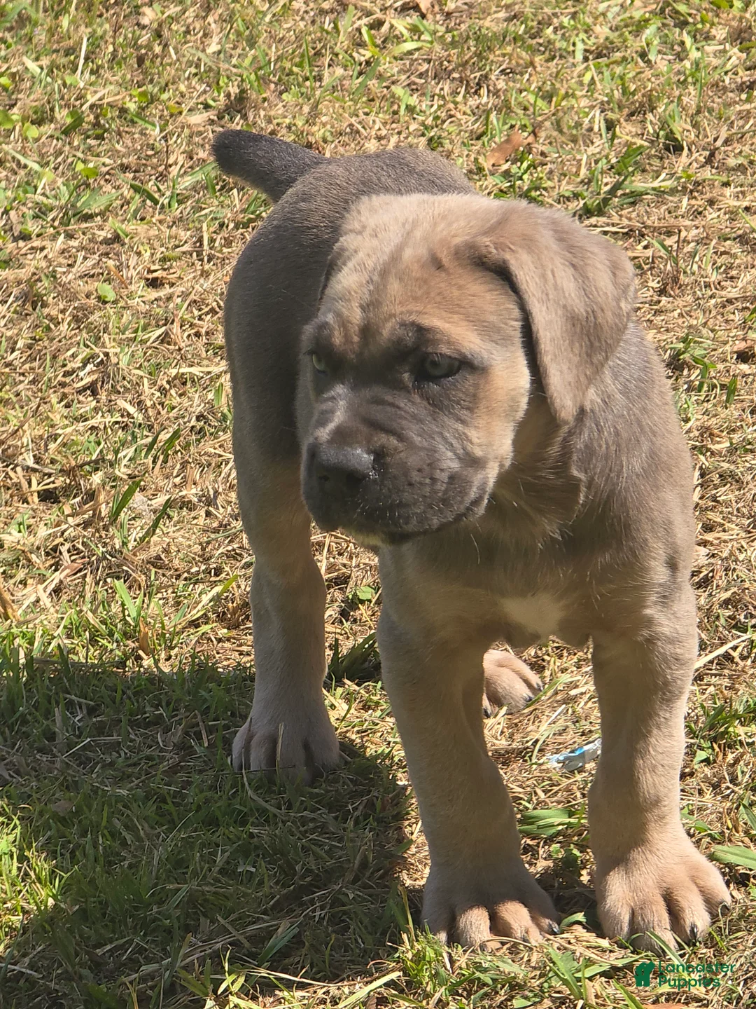 Cane Corso dogs for sale: Cane Corso Puppy 6 - Ad 2