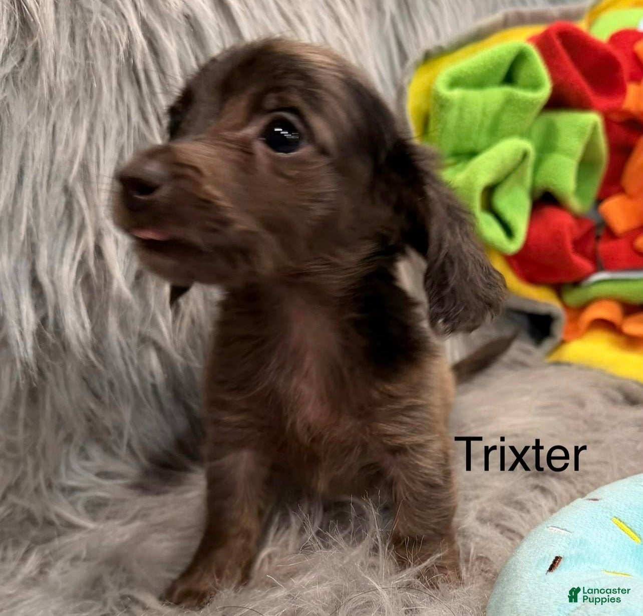 Dachshund dogs Trixter  - Ad 6