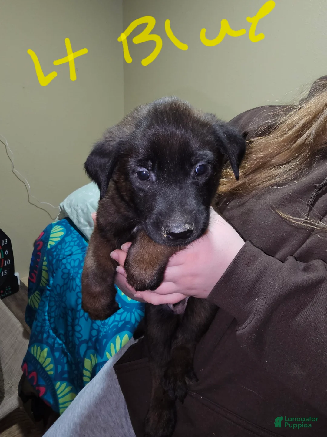 Gallery Image {{count}}