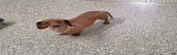 Miniature Dachshund dogs for sale: Harper - Ad 11