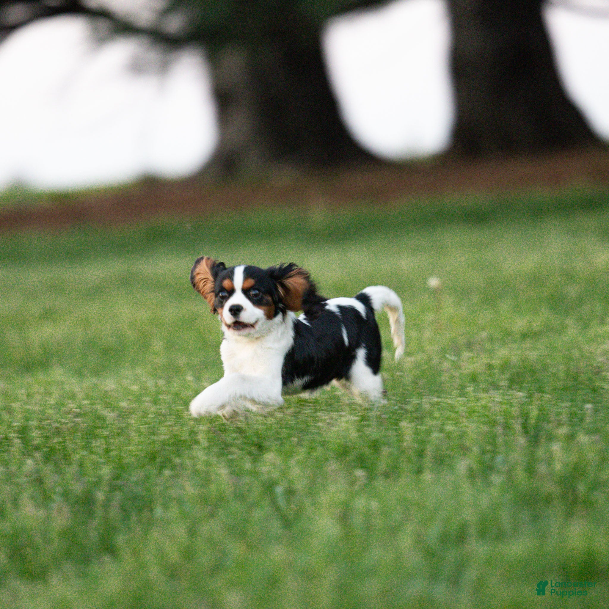 Cavalier King Charles Spaniel dogs Congo - House and Crate Trained - Ad 2