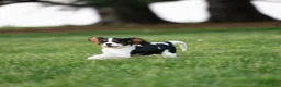 Cavalier King Charles Spaniel dogs for sale: Congo - House and Crate Trained - Ad 2