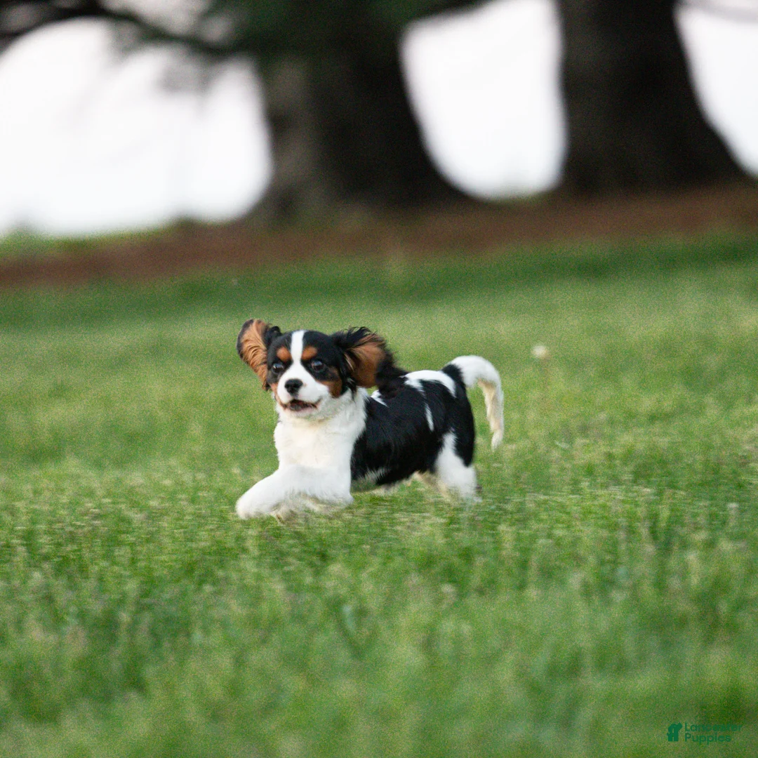 Cavalier King Charles Spaniel dogs for sale: Congo - House and Crate Trained - Ad 2