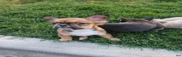 French Bulldog dogs for sale: Grizzly - Ad 2