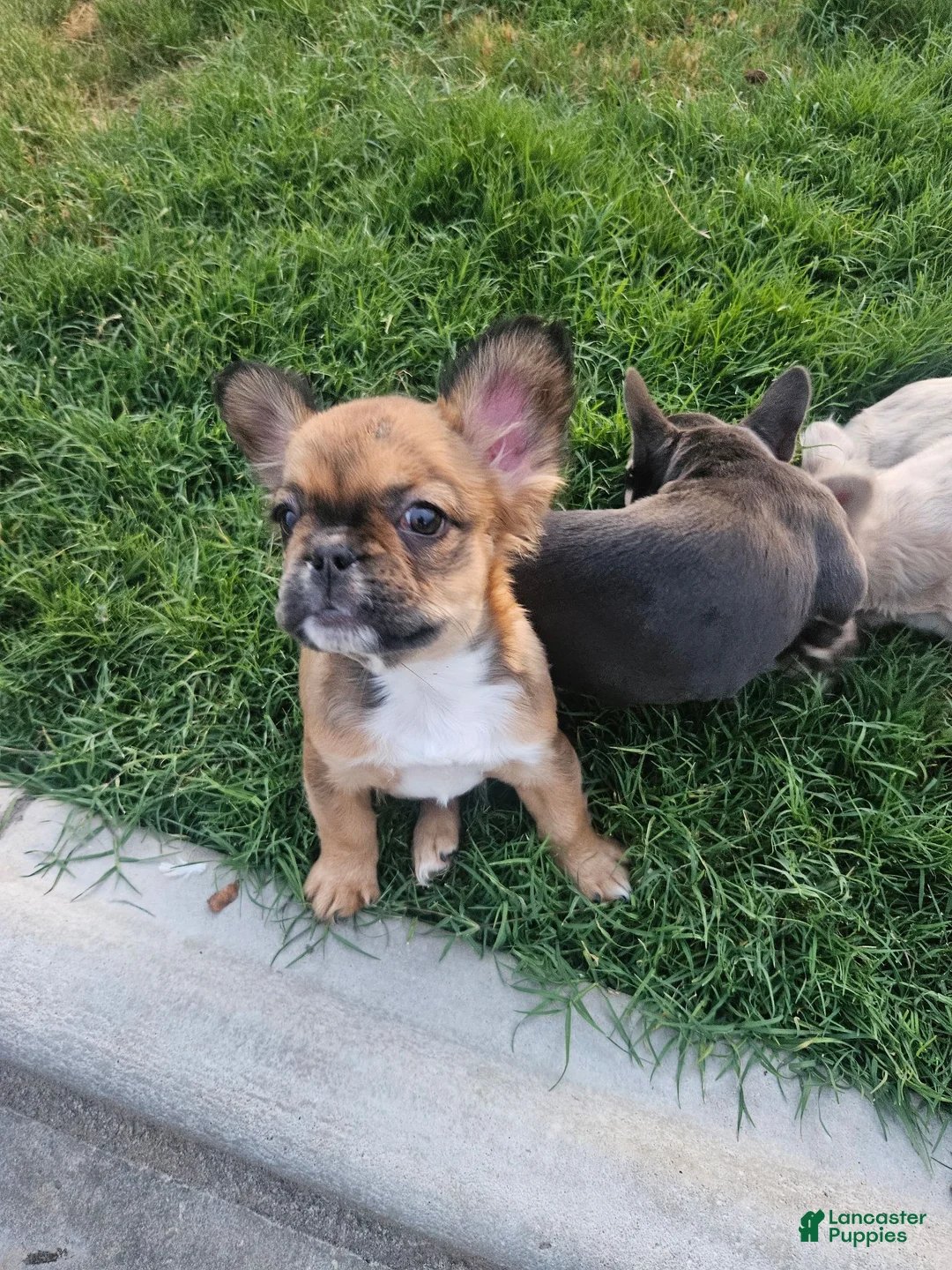 French Bulldog dogs for sale: Grizzly - Ad 2