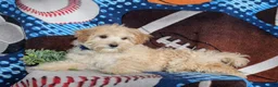Maltipoo dogs for sale: Corbett - Ad 6