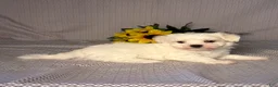 Maltese dogs for sale: Freddy  - Ad 5