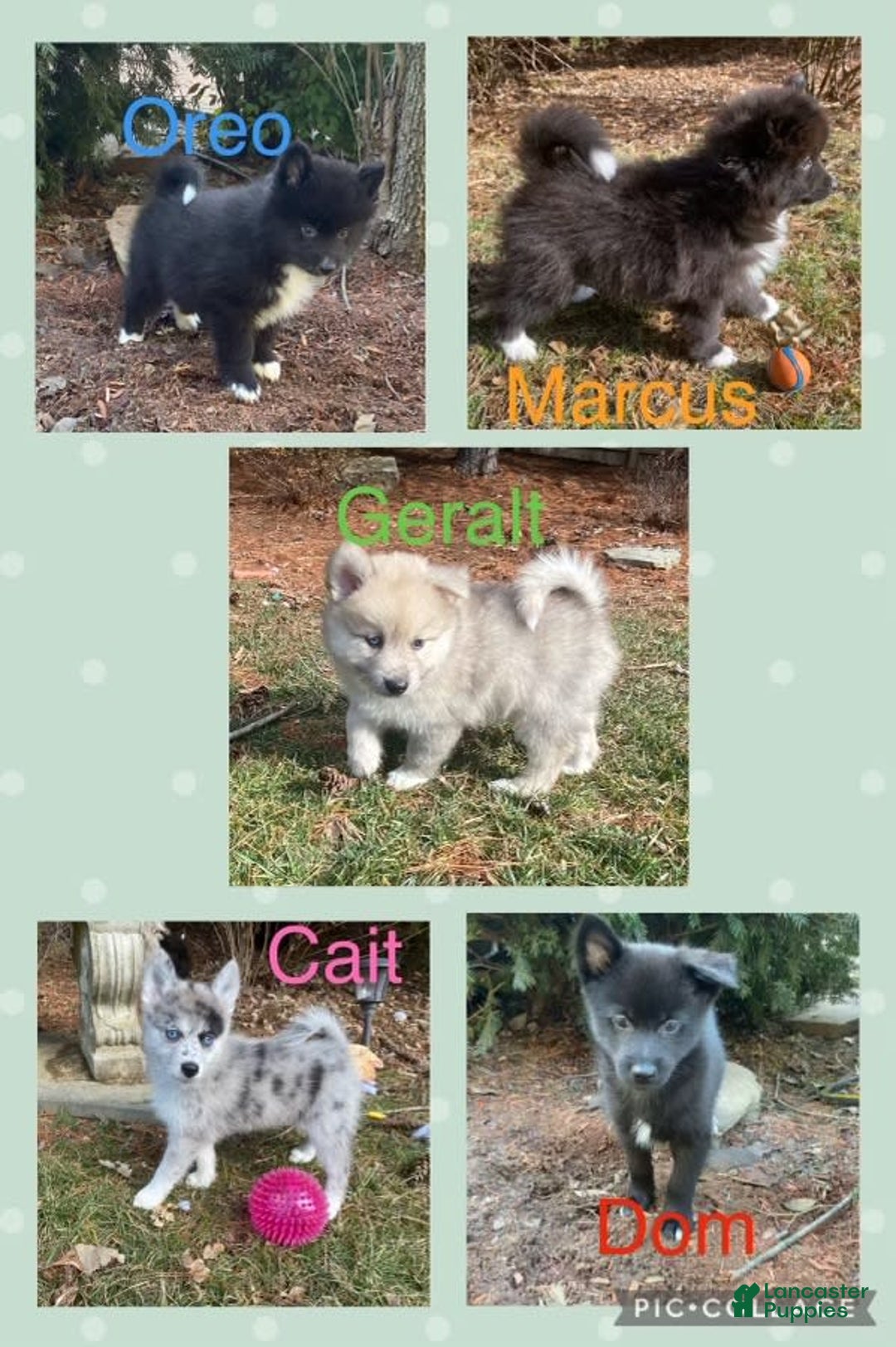 Gallery Image {{count}}