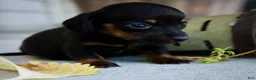Miniature Dachshund dogs for sale: Hopper Miniature Dachshund  - Ad 5