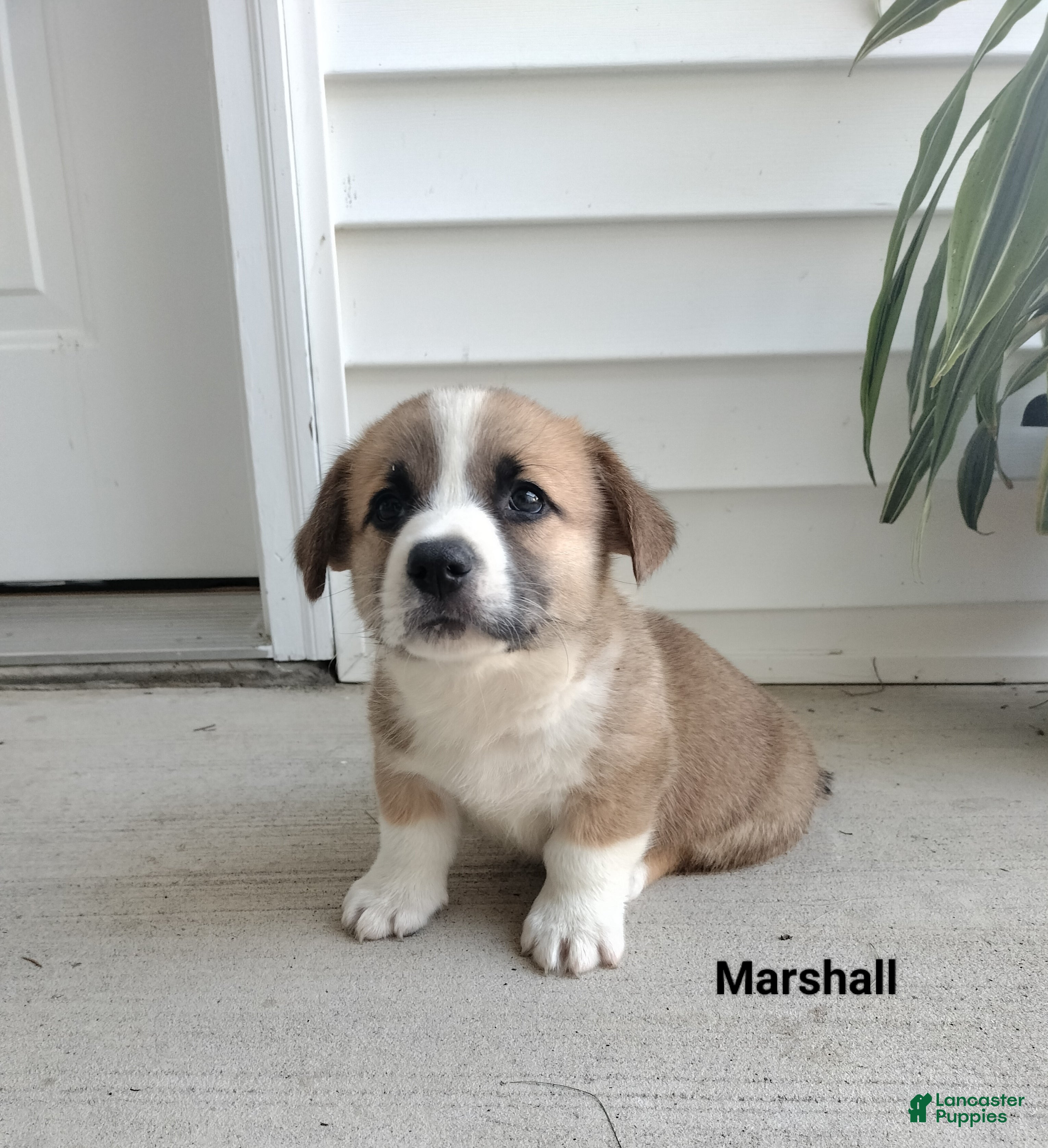 Welsh Corgi Pembroke dogs Marshall  - Ad 1