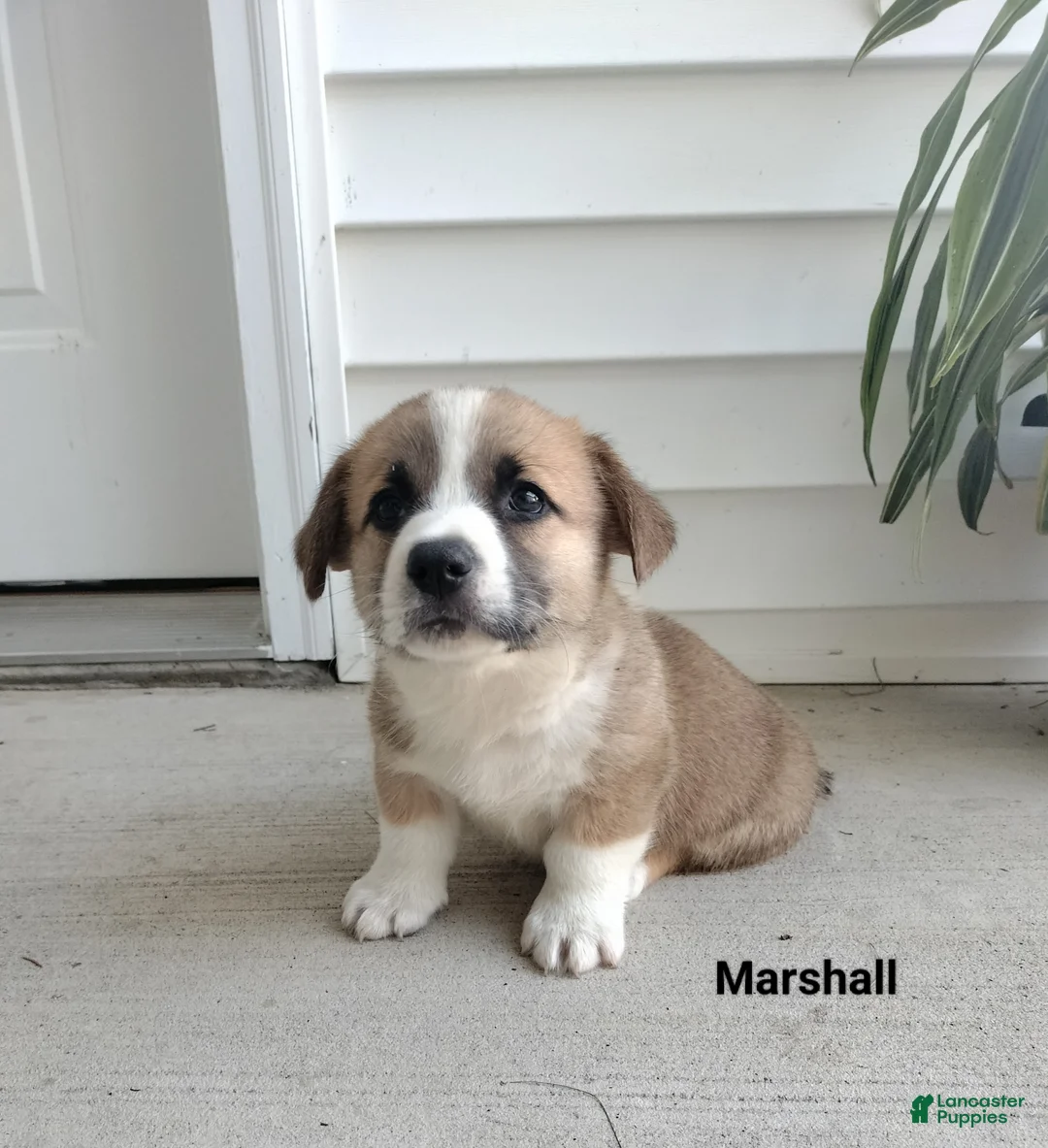 Welsh Corgi Pembroke dogs for sale: Marshall  - Ad 1