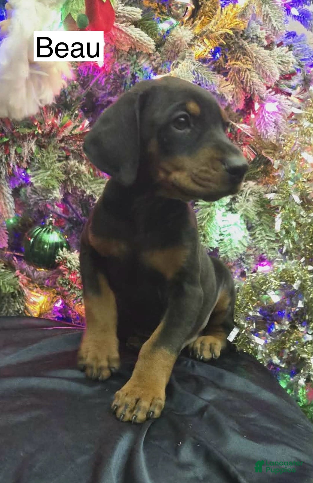 Doberman Pinscher dogs for sale: Beau - Ad 7