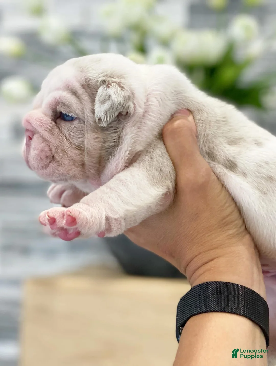 English Bulldog dogs for sale: Dallas - Ad 2