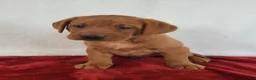 Labrador Retriever dogs for sale: Rowan - Ad 4