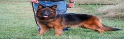 German Shepherd dogs for sale: German Shepherd female red collar - Ad 13