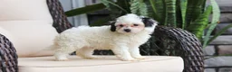Cavapoo dogs for sale: Jordan - Ad 2