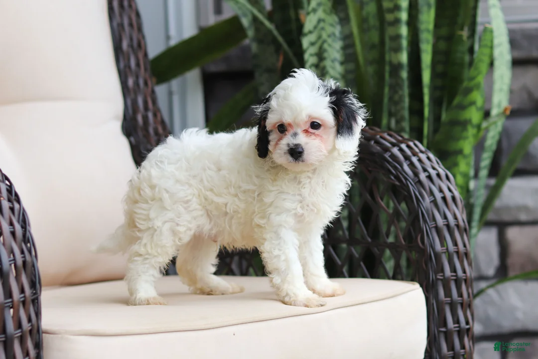 Cavapoo dogs for sale: Jordan - Ad 2