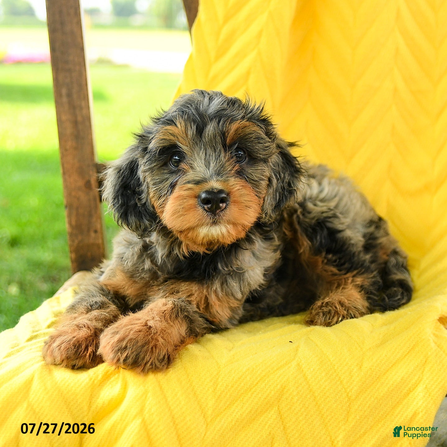 Mini Bernedoodle dogs Charlotte - Ad 2